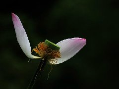 怎样查八字合婚